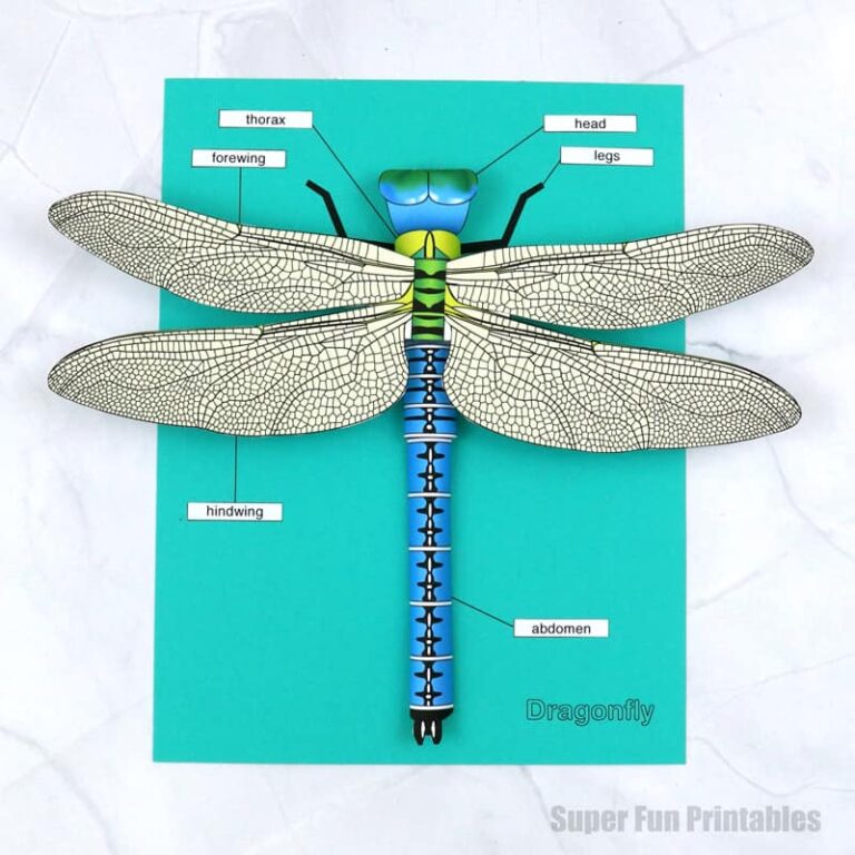 3D paper dragonfly craft for kids