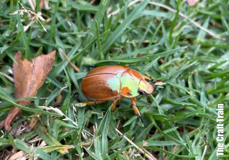 Christmas beetle in grass