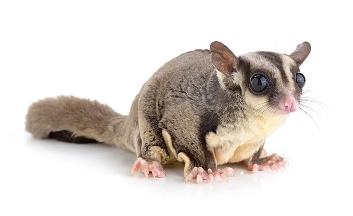 Cute sugar glider stock photo