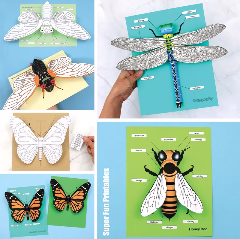 Insect anatomy crafts